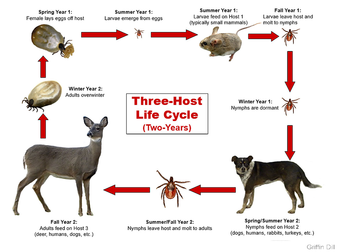 Life Cycle of a Tick