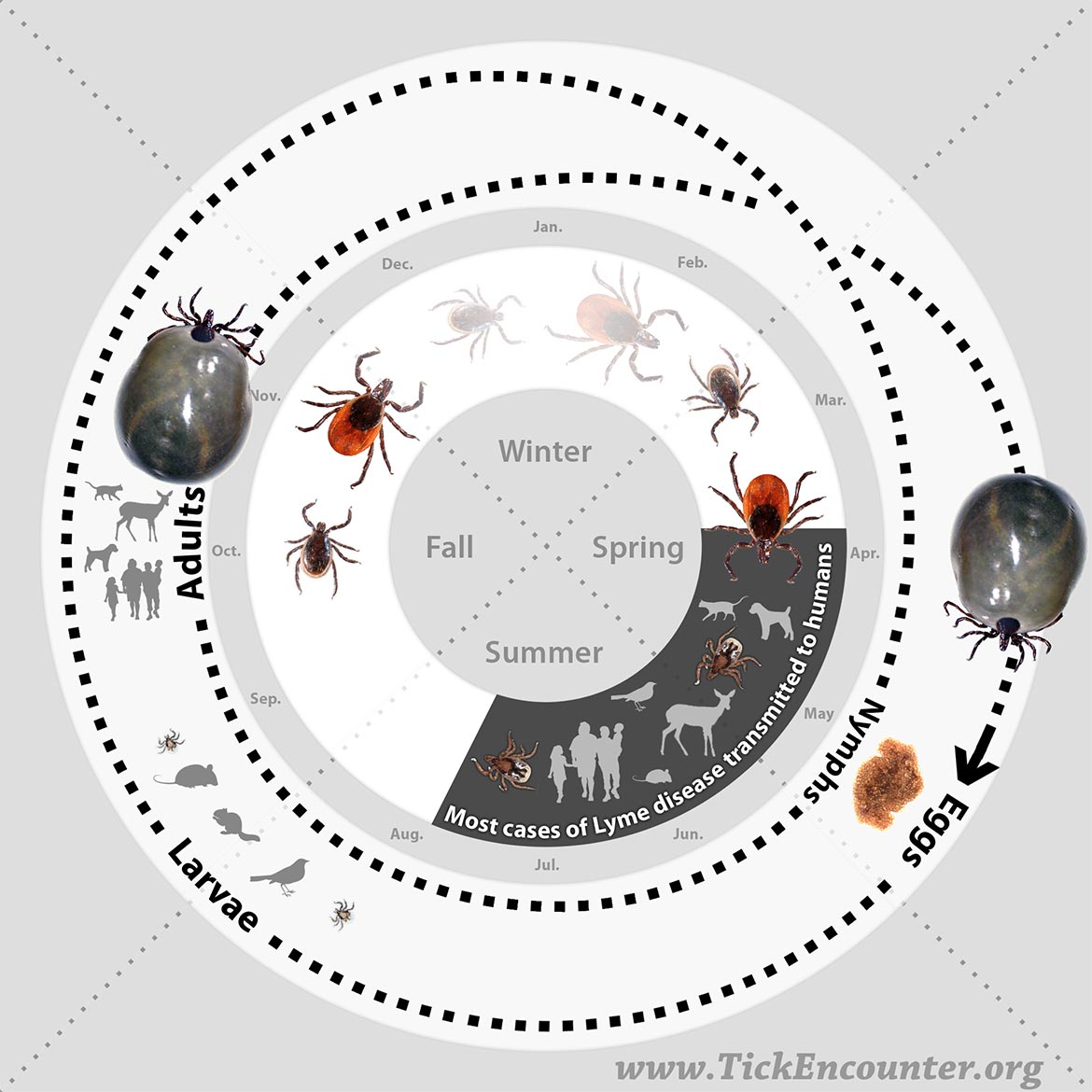 Life Cycle of a Deer Tick