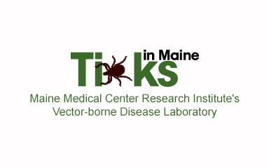 Ticks In Maine