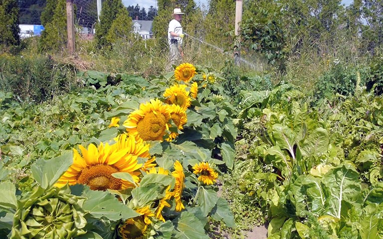 Spraying Garden